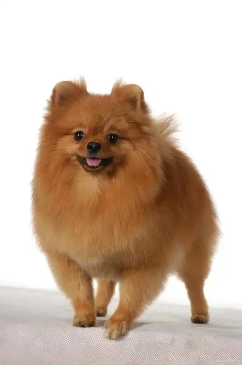 博美犬是小型犬吗