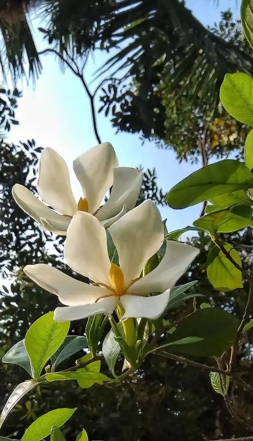 栀子花茜草科栀子属常绿灌木别名黄栀子山栀子银栀子水横枝