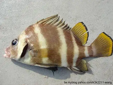 有没有大神告知这是什么鱼