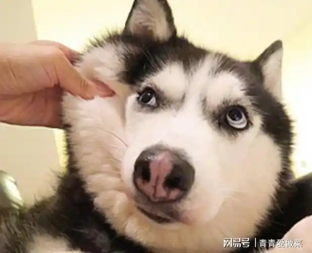 哈士奇你简直就是行走于人间的表情包