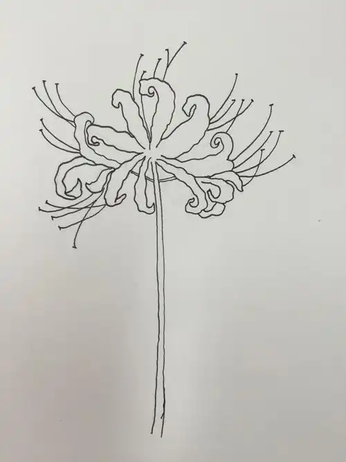 每日一练46彼岸花含步骤