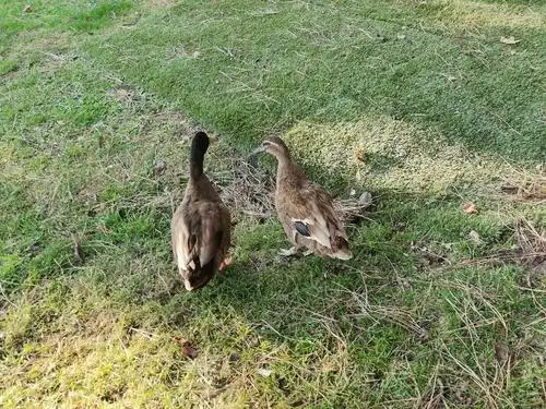 家里的鸭子嘎嘎嘎