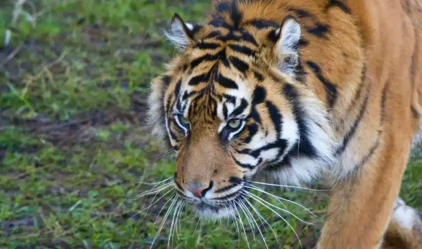 p>爪哇虎(panthera tigris sondaica)是一种曾生活在印度尼西亚 a