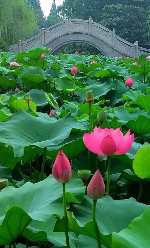 宋庄文化公园赏荷花美,真漂亮!