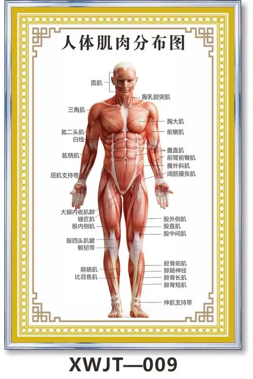 中医经络图针灸人体针灸穴位图大挂图中医养生男性十二经络穴位女性