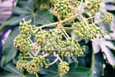 八角金盘的果实图片