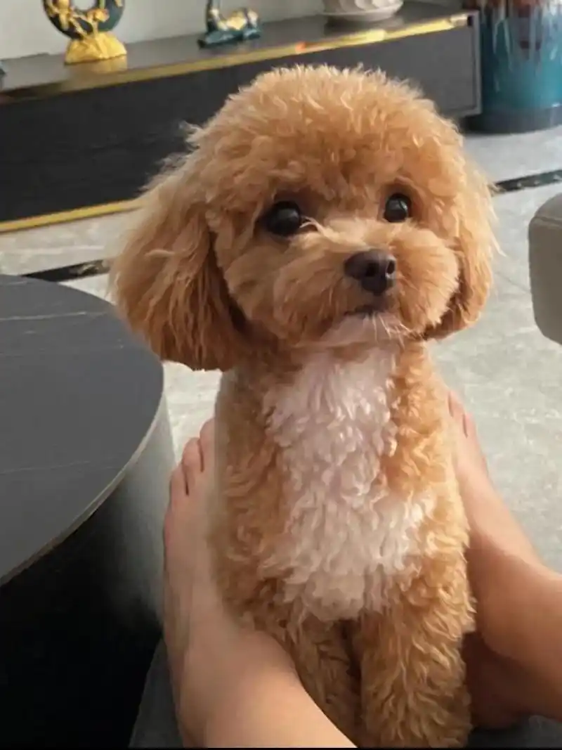 我真的好难过,3岁泰迪爬楼梯得了神经炎