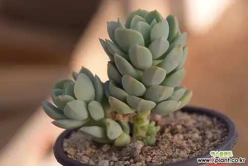群月冠-w37 多肉植物 (echeveria gungekkan)