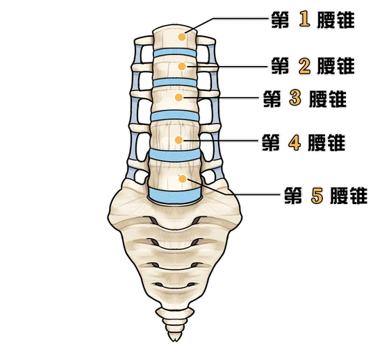 人体一共有五节 腰椎