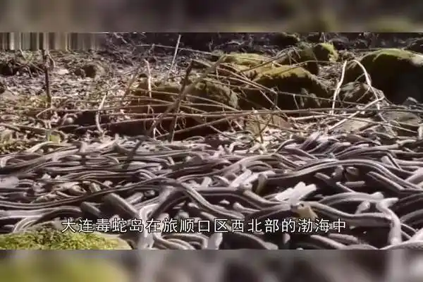中国唯一的蛇岛:岛上有几万条毒蛇,这里是蛇的世界,你敢去吗?