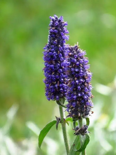 裂叶荆芥图片裂叶荆芥野菜图片