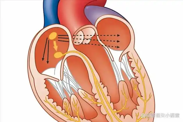 二尖瓣/三尖瓣狭窄或反流如何治疗?