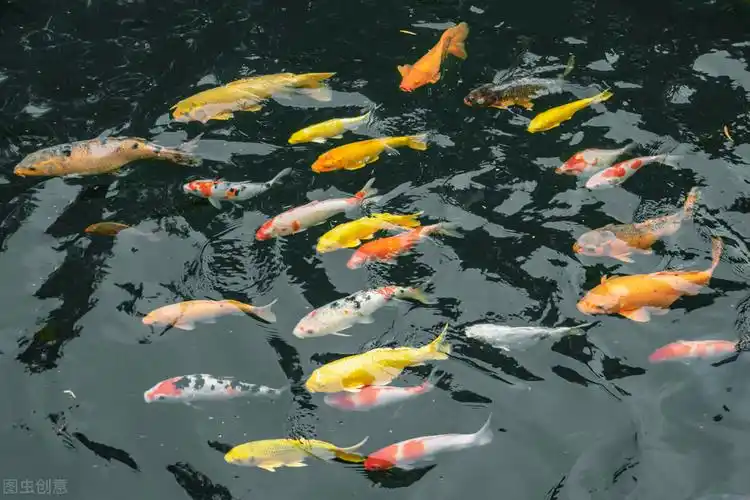 败血症鱼塘里的鱼一直在死用了很多药都没有效果究竟是怎么回事