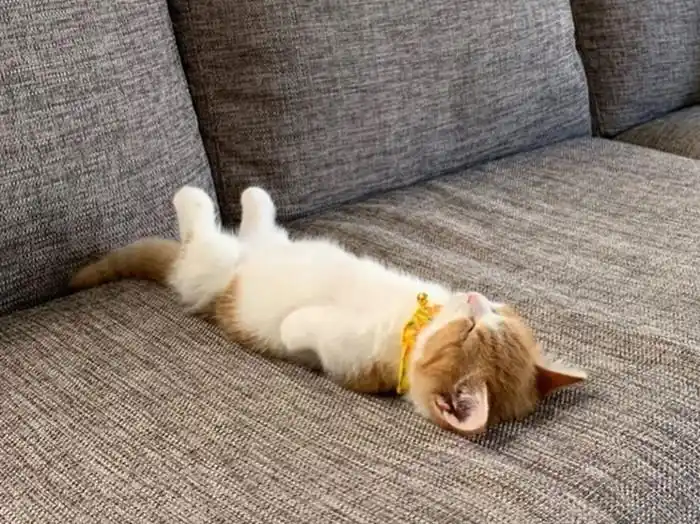 小猫因可爱睡姿红遍网络,躺在沙发上像极人类