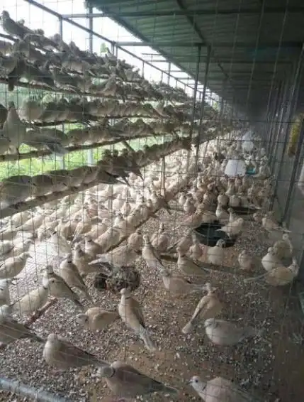 关于学会这些斑鸠的养殖窍门,不仅轻松上手,自己创收增收!