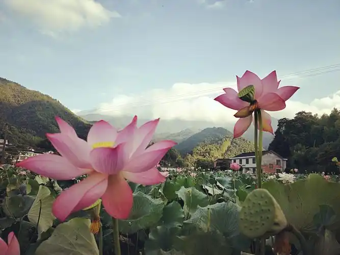 风将荷花来回剪,近光远影皆妖娆.