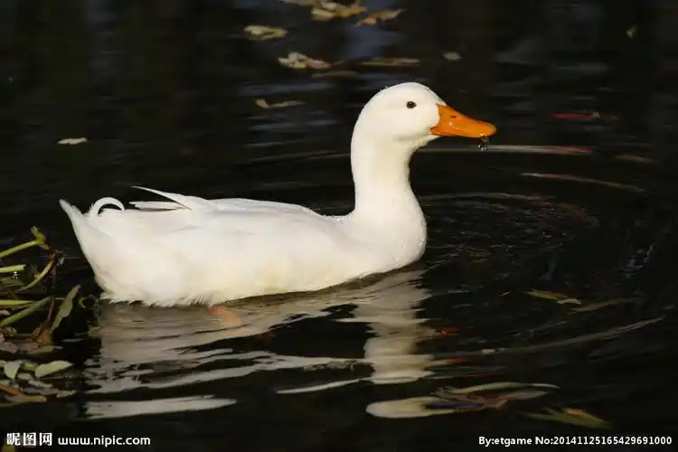 鸭子摄影图__鸟类_生物世界_摄影图库_昵图网nipic.com