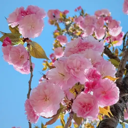 春天的浪漫樱花占一半#    雨后的成都必96蓝天7815  甚至有点