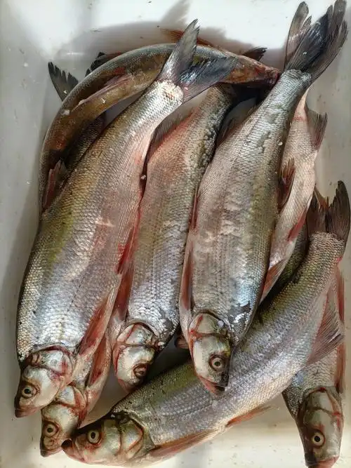 黑龙江翘嘴白鱼岛子鱼乌苏里江天然野生大白鱼味味道淡水鱼类