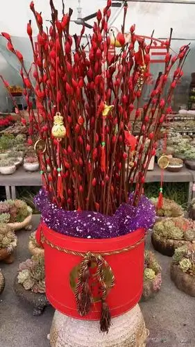 过年啦这些旺财花养一盆招财纳福年年旺