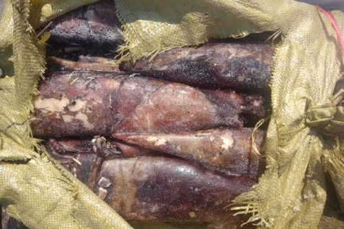 0/斤 印尼鱿鱼 印度洋鱿鱼深海鱿鱼