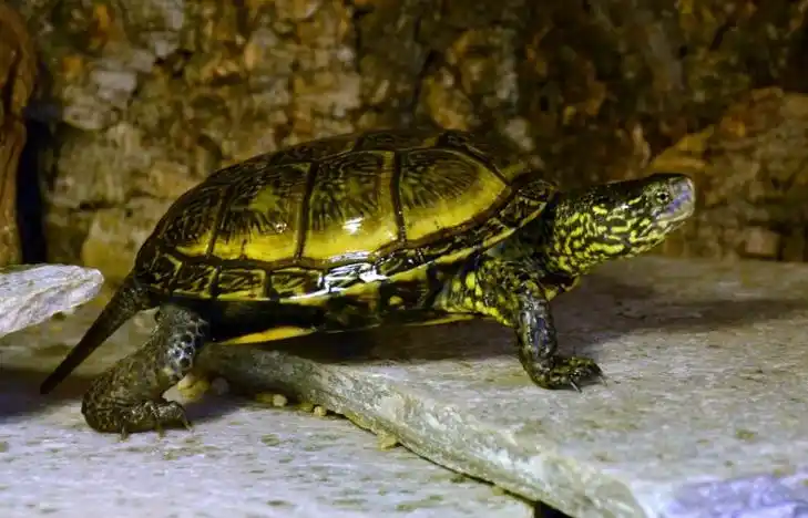 什么品种乌龟最好养又好看(欧洲泽龟的介绍与饲养方法) - 胖萌舍宠物