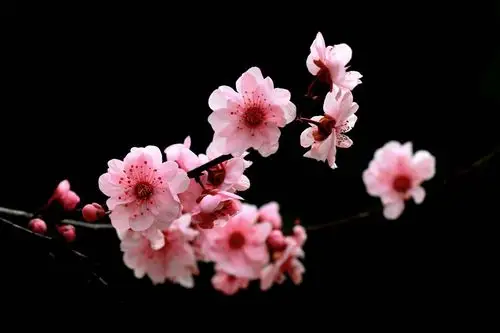 郑州:美人梅花吐芬芳 十步之内闻花香