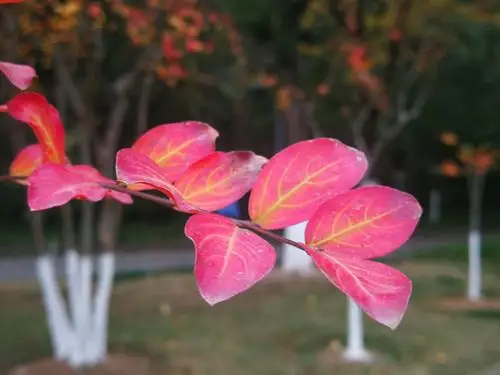 寻找最美的叶子