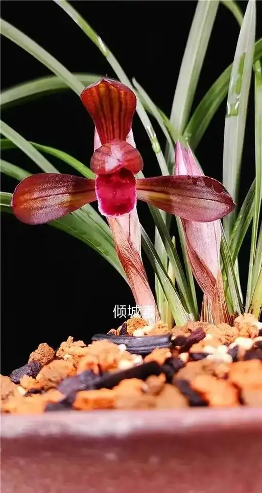 春兰倾城红素,极品红素.#春兰 #兰花  - 抖音