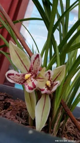 购于幽兰轩的"馨海蝶"复花了-莲瓣篇-中国兰花交易网社区