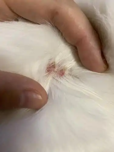 讨论医生让我隔天喂一次海妙宠真的不会有问题吗猫咪蠕形螨后续