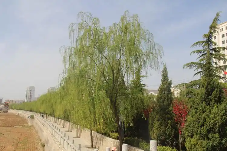 一排排松树和垂柳排列在沿河公园两岸.