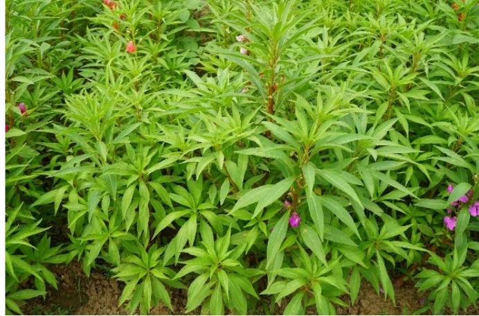 透骨草:仙风透骨,用对了才是真的好!