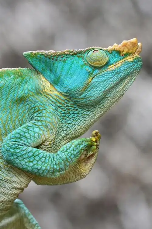 变色蜥蜴,绿蜥蜴,模糊的背景 640x1136 iphone 5/5s/5c/se 壁纸,图片