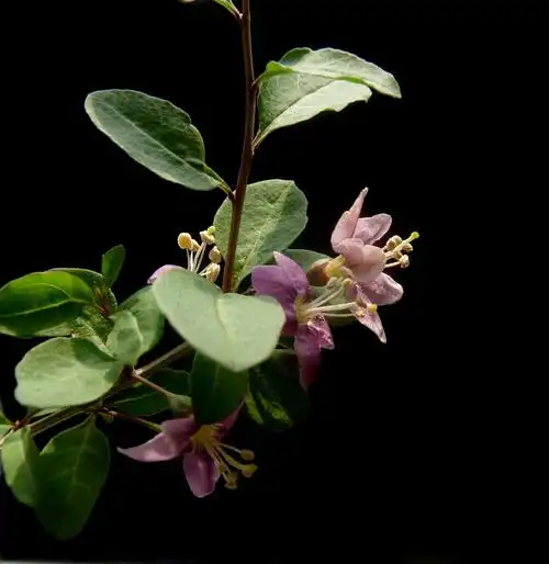 你天天泡着水喝的枸杞开花了见过吗