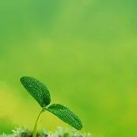 叶子头像唯美意境 绿色清新树叶头像_微信头像图片大全