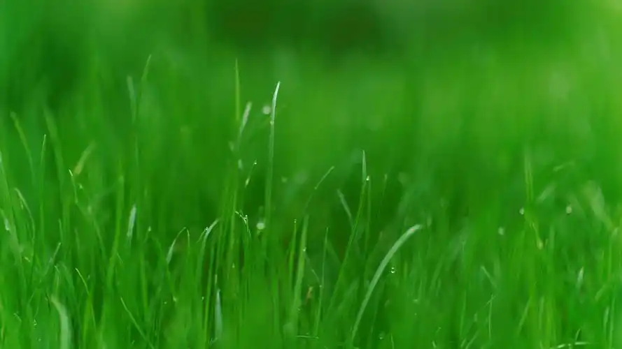 清新护眼绿色植物高清桌面壁纸