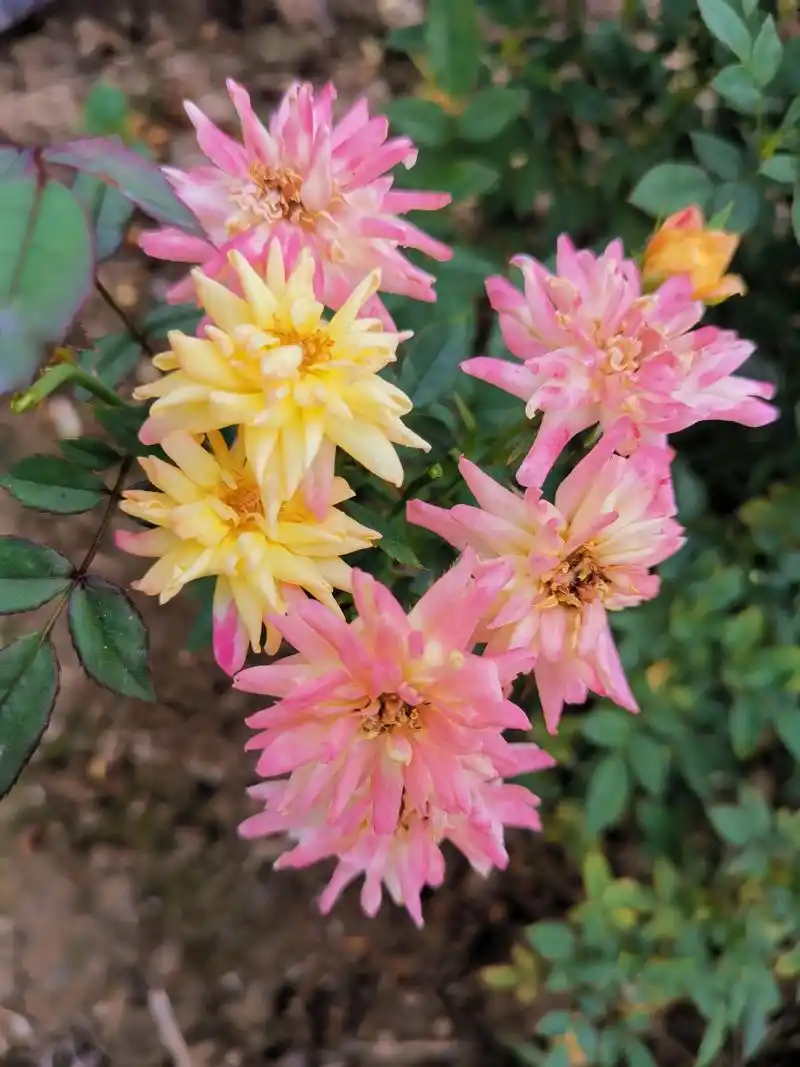 月季品种介绍之   婴儿假面舞会  婴儿假面舞会,德国1955年育成,英文