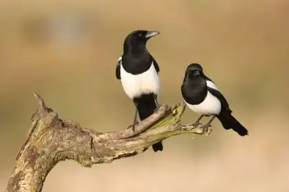 喜鹊的尾巴有什么特点 - 家畜 - 懂得