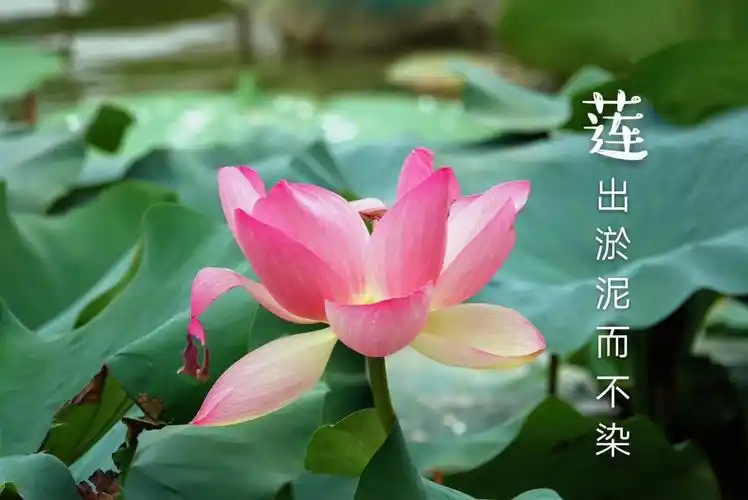 《莲出淤泥而不染》配诗雅属.