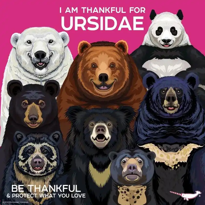 3月23日#世界熊日,全世界现存8种熊,一起来认识下吧～#熊 - 抖音