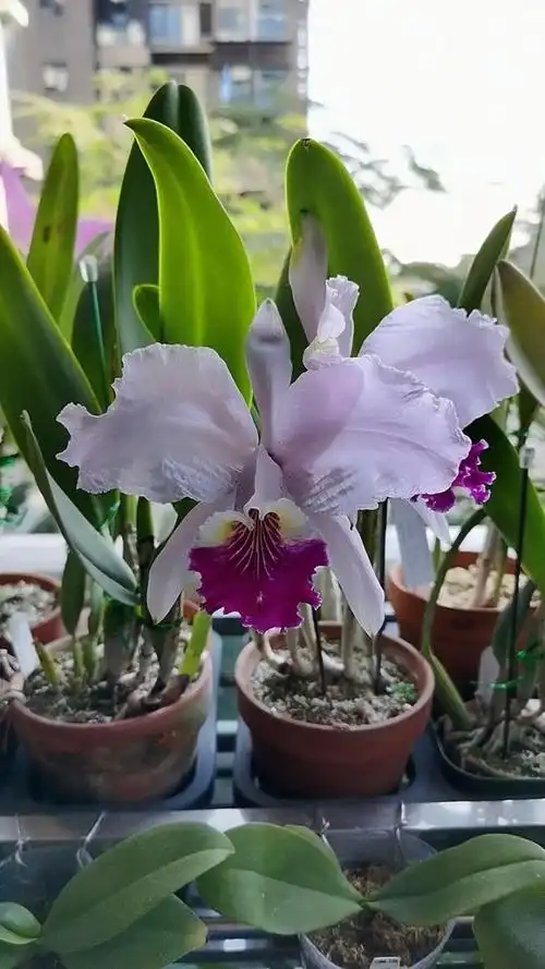 原生种卡特兰c. lueddemanniana的两个个体