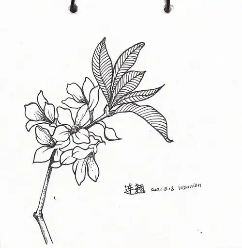 一笔一世界植物线稿连翘打卡第15天