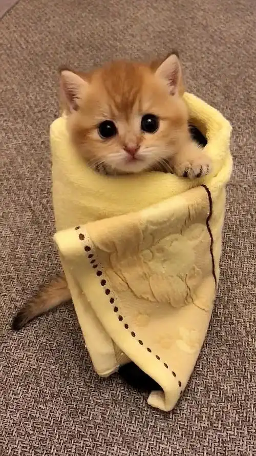 最萌小猫咪.