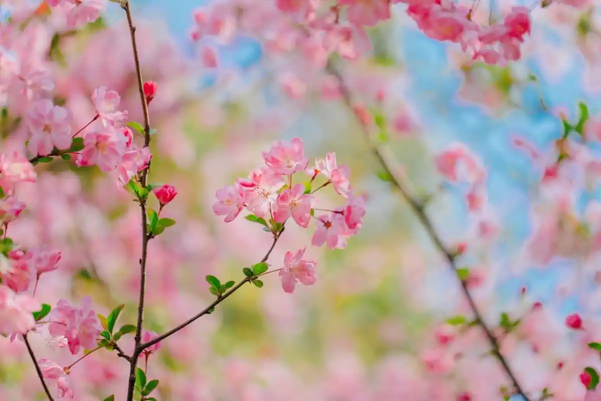 小清新海棠花唯美迷人微距摄影