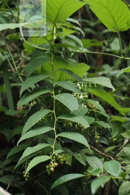 透骨草的功效与作用(透骨香,见过吗?