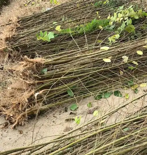 朴树苗批发 朴树价格供应 朴树基地报价 朴树小苗什么价