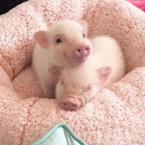 超可爱的猪猪表情包太乖了