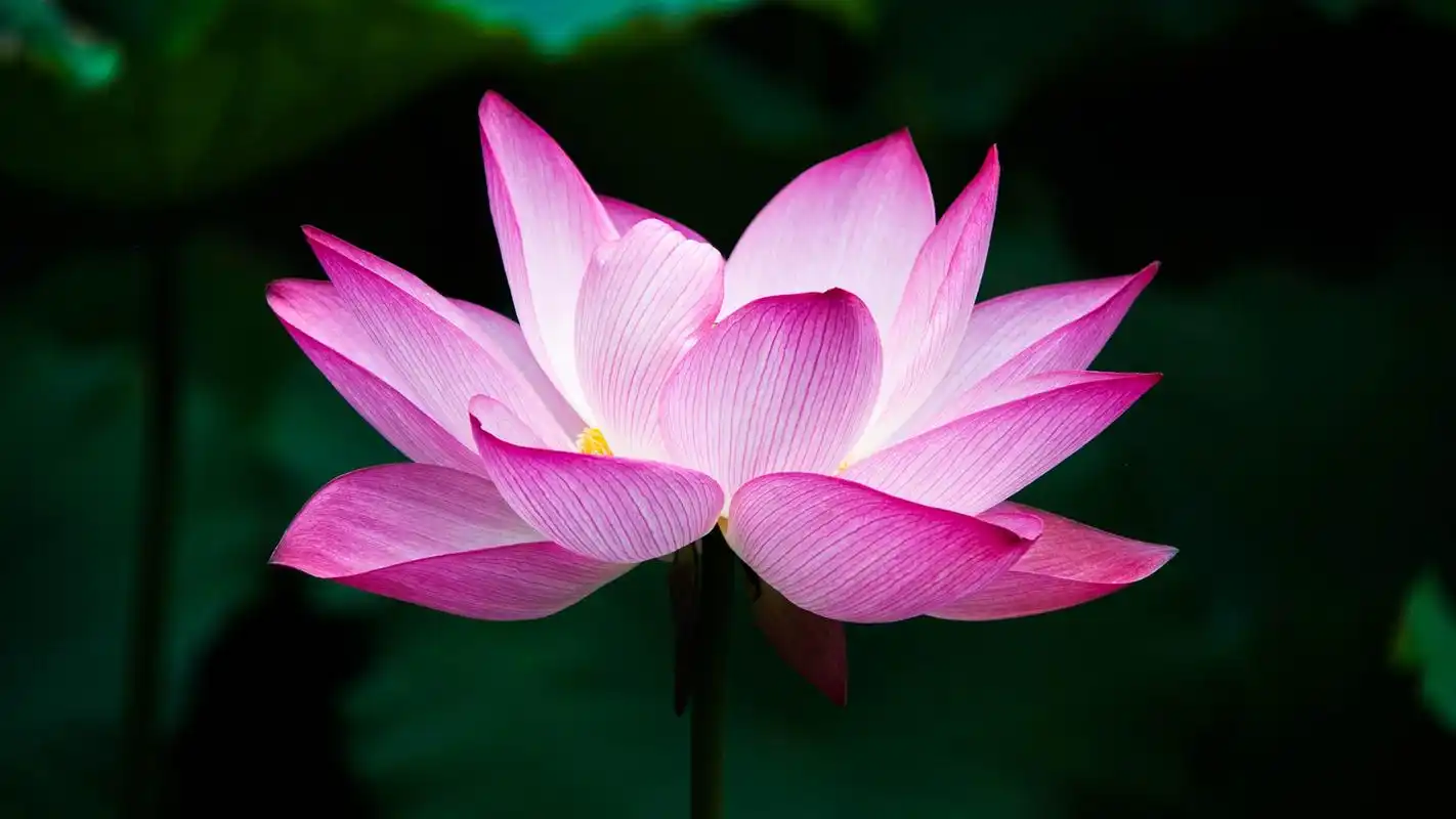 盛开的荷花摄影高清宽屏壁纸高清大图预览1920x1080_植物壁纸下载_美