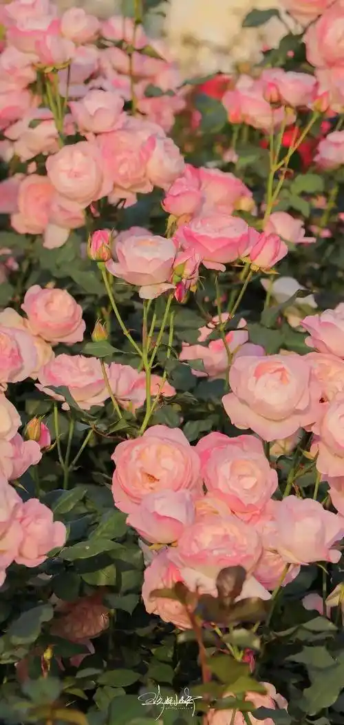 壁纸|粉色少女心锁屏壁纸套图 676767